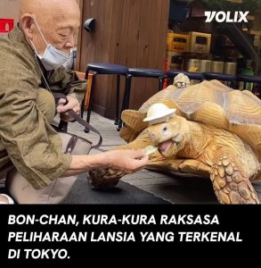 kura kura raksasa jepang kura kura raksasa jepang