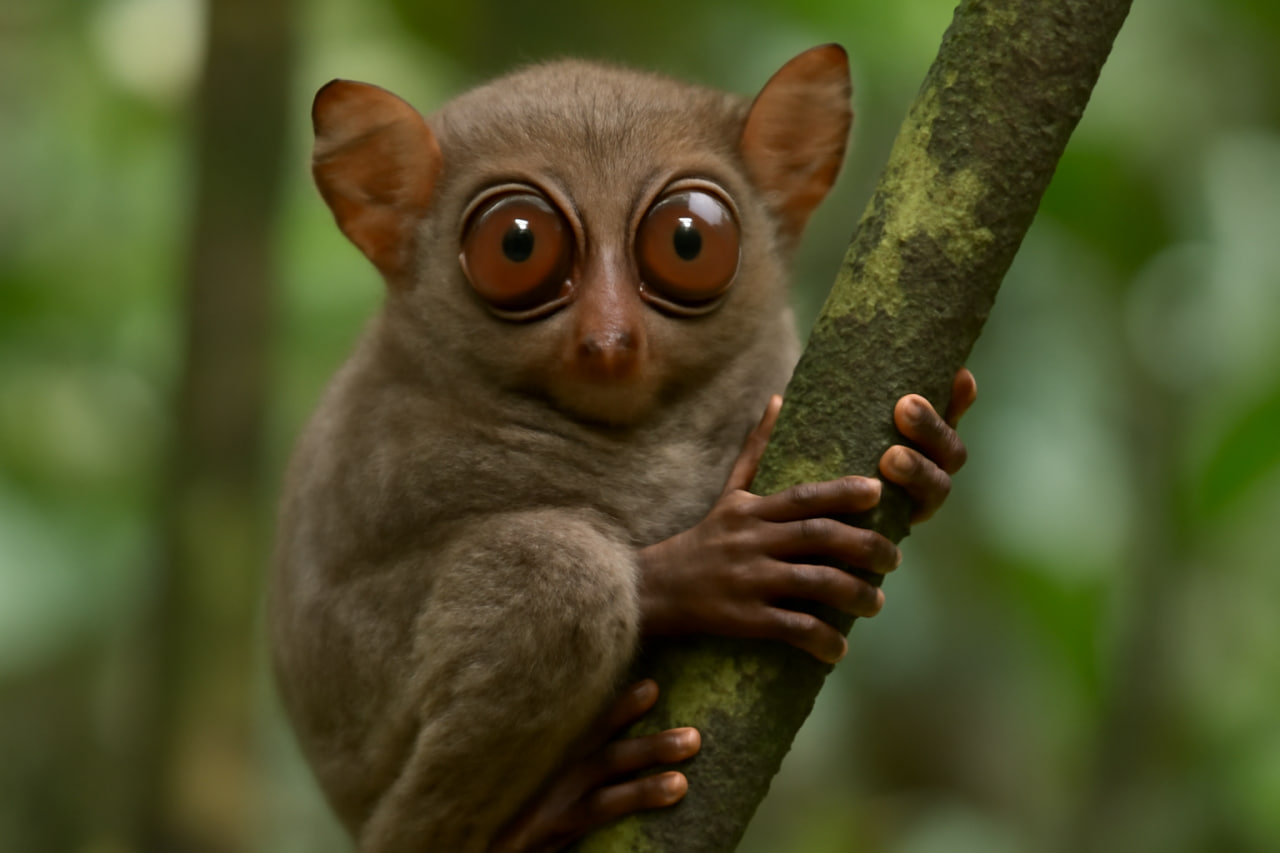 tarsius.