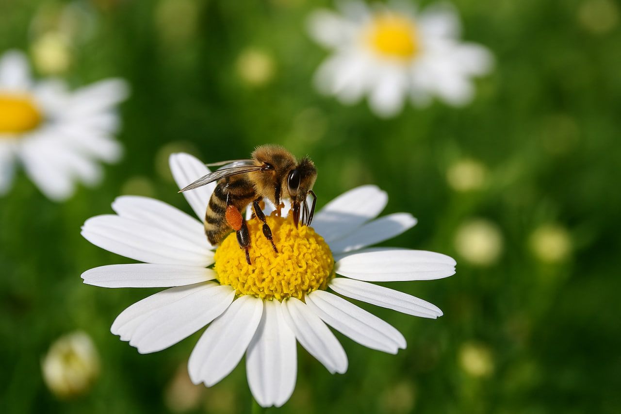 keseimbangan ekosistem